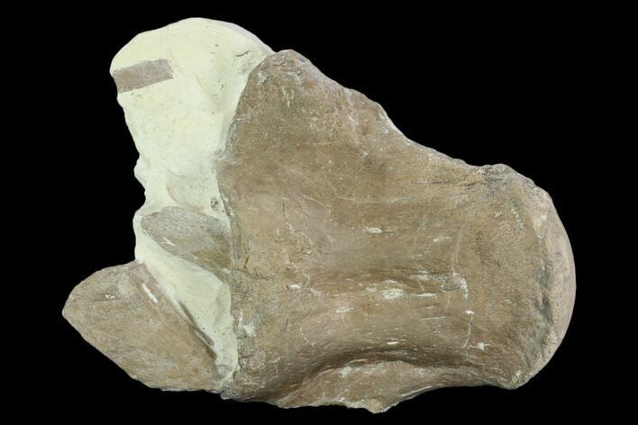 Mosasaur (Tylosaurus) Vertebra - Kansas #130549